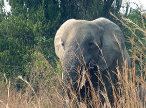 Elephants