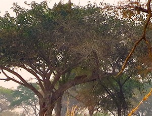 Leopard in a tree