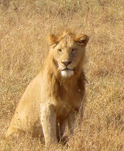 Lion in the bush