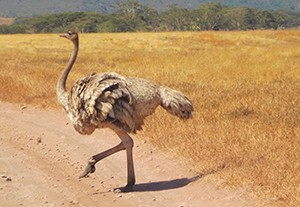 Ostrich