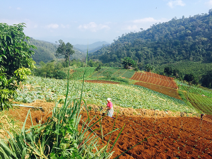 Thai_farming